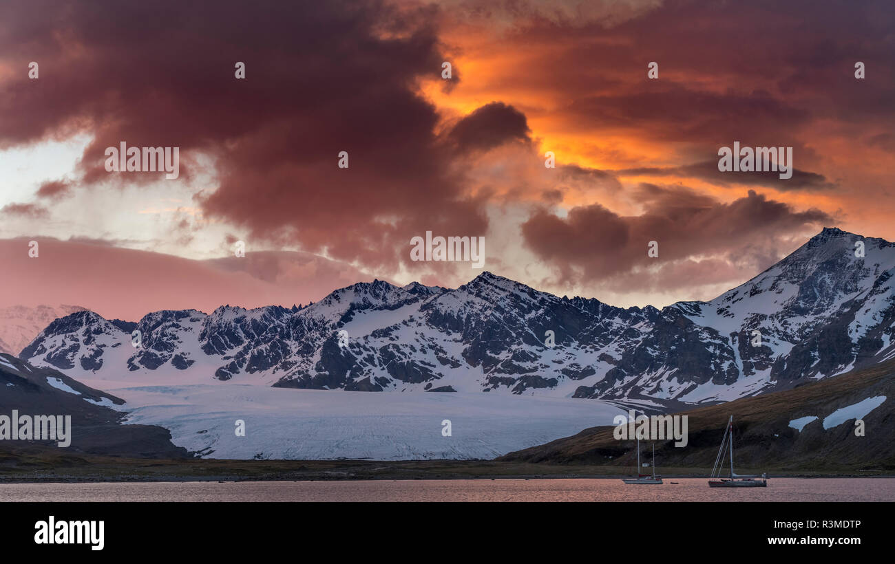 St. Andres Bay on South Georgia Island during sunset. On the coast is a huge colony of King Penguins (Aptenodytes Patagonicus) (Editorial Use Only) Stock Photo