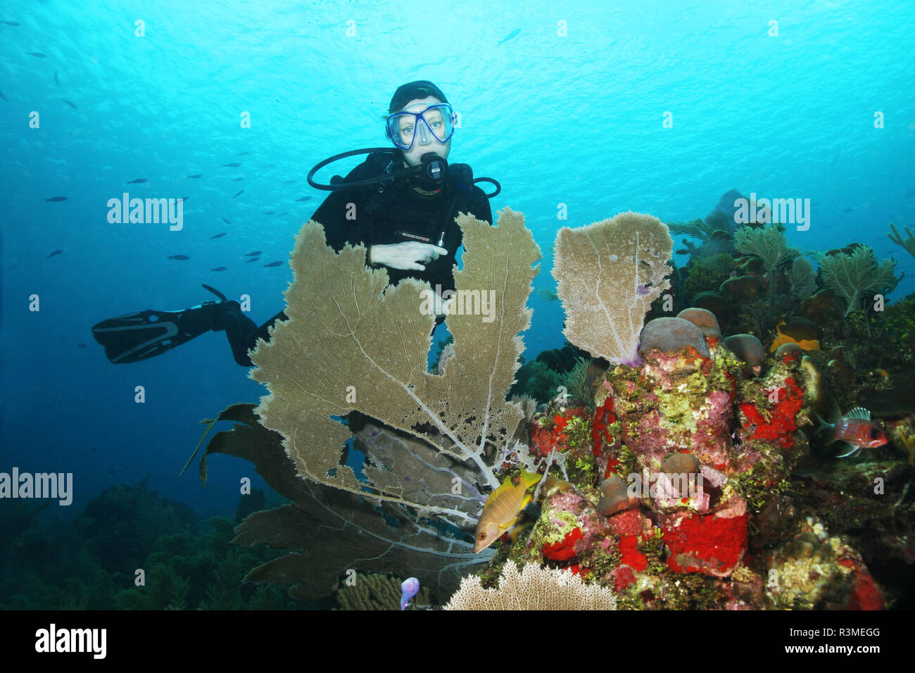 Scuba Diver with Sea Fans in the foreground - Roatan, Honduras Stock Photo