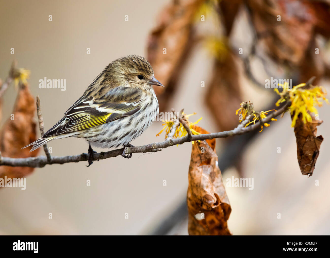 Pine Siskin (Spinus pinus) perched on a Witch Hazel branch in late autumn - Ontario, Canada Stock Photo