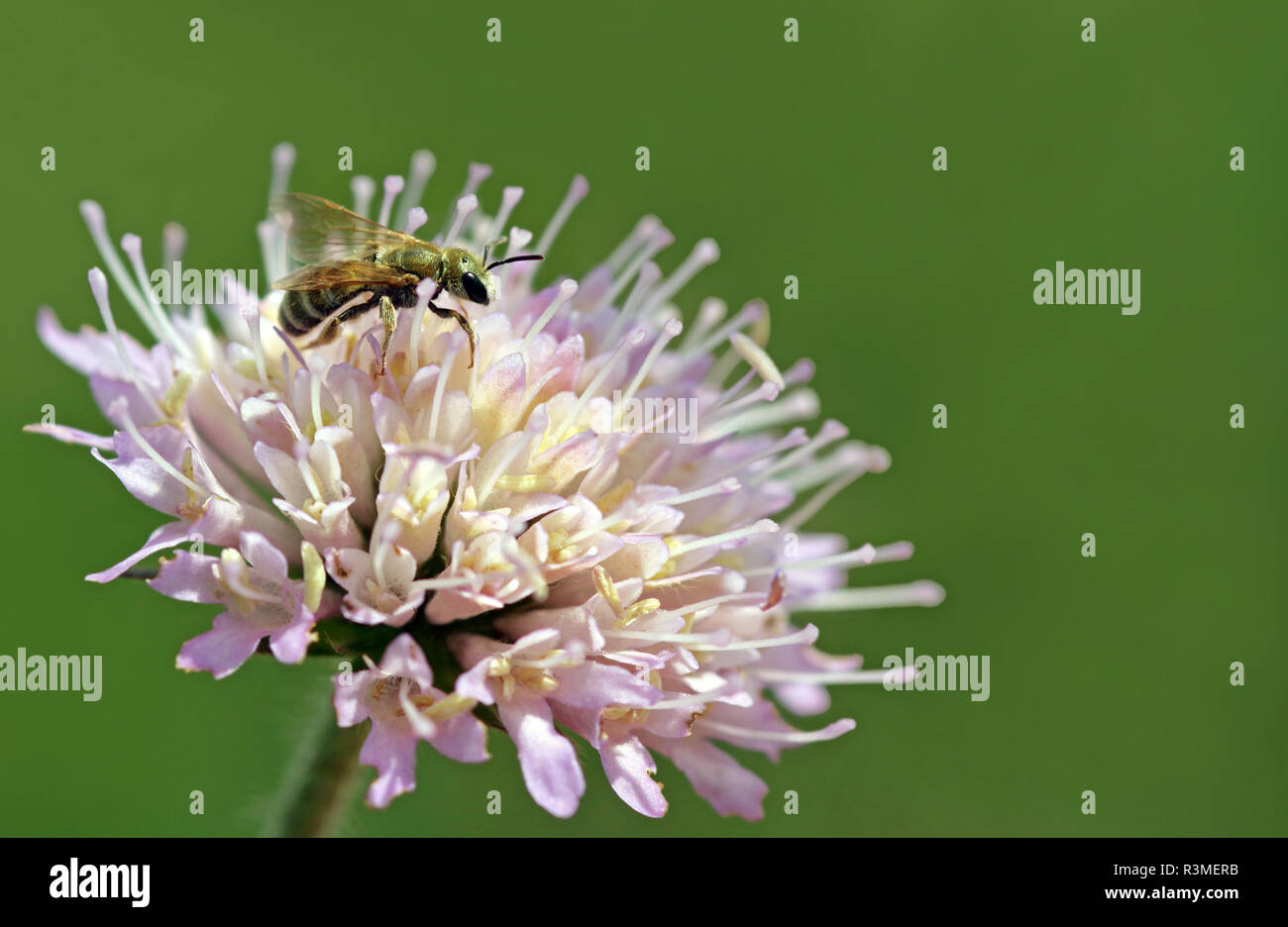 furrow bee genus halictus Stock Photo