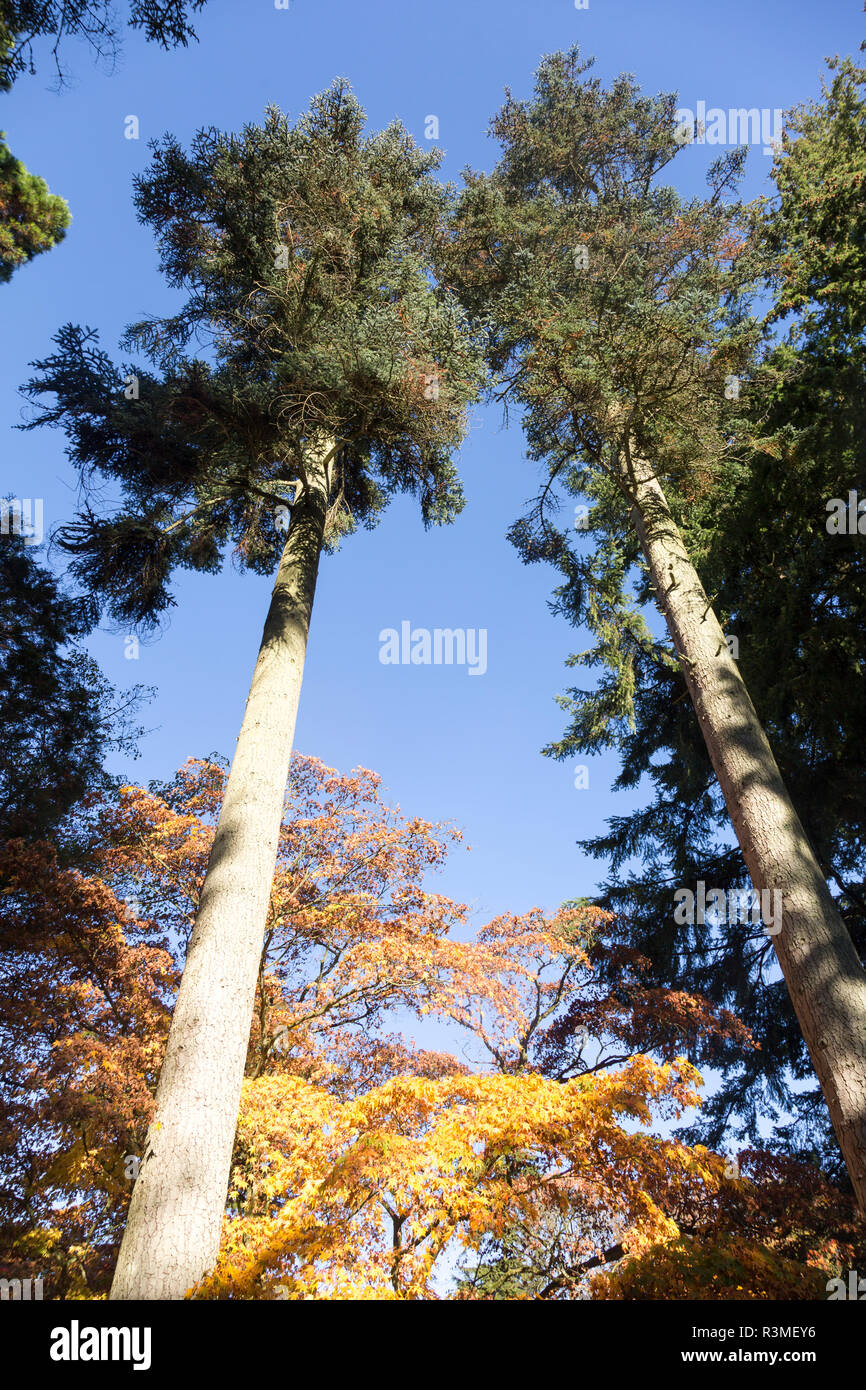 Noble fir tree, Abies Procera, National arboretum, Westonbirt arboretum