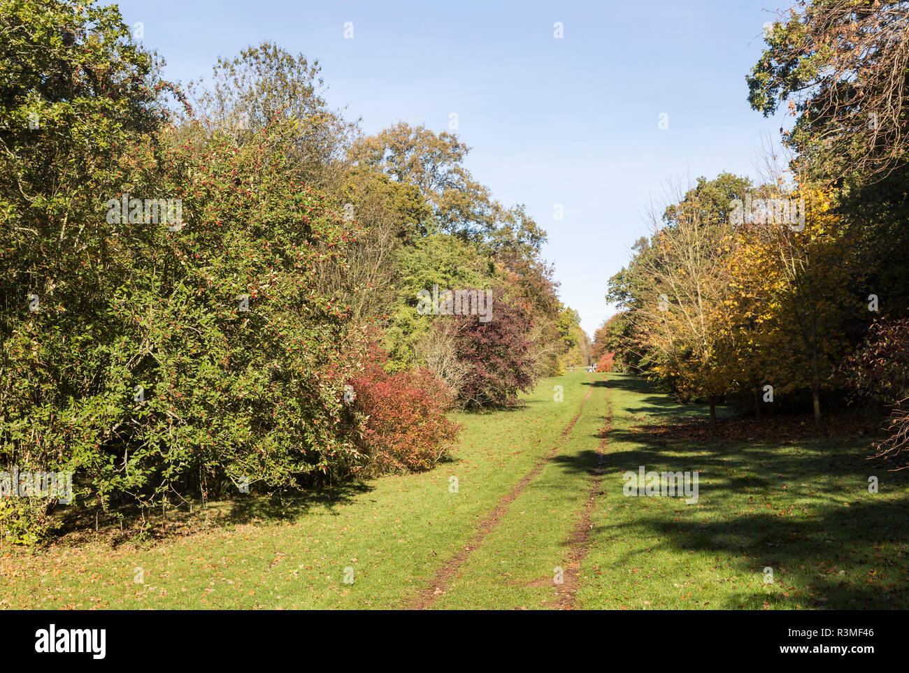 Pathway through National arboretum, Westonbirt arboretum, Gloucestershire, England, UK Stock Photo