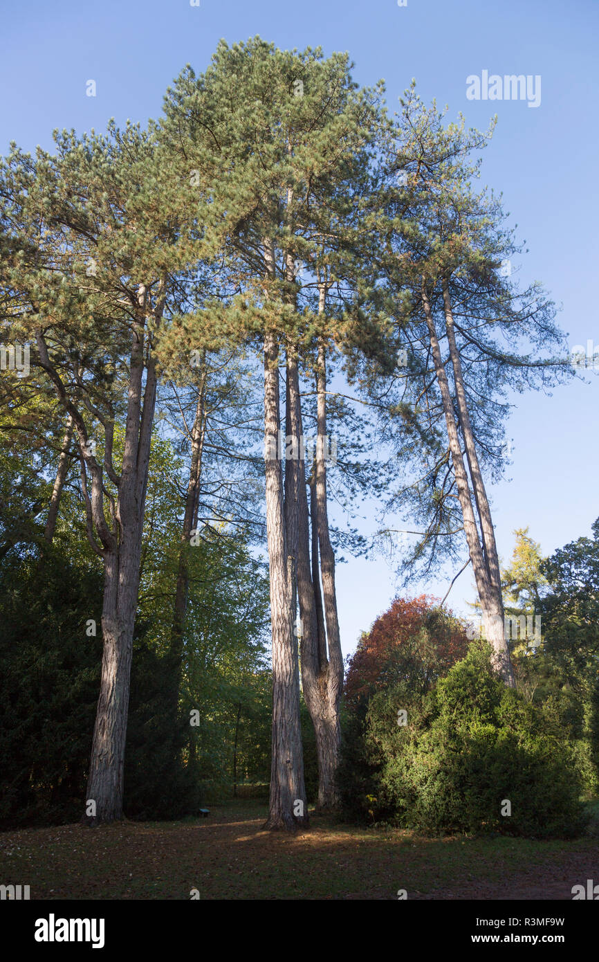 Black pine trees, Pinus Nigra, National arboretum, Westonbirt arboretum, Gloucestershire, England, UK Stock Photo