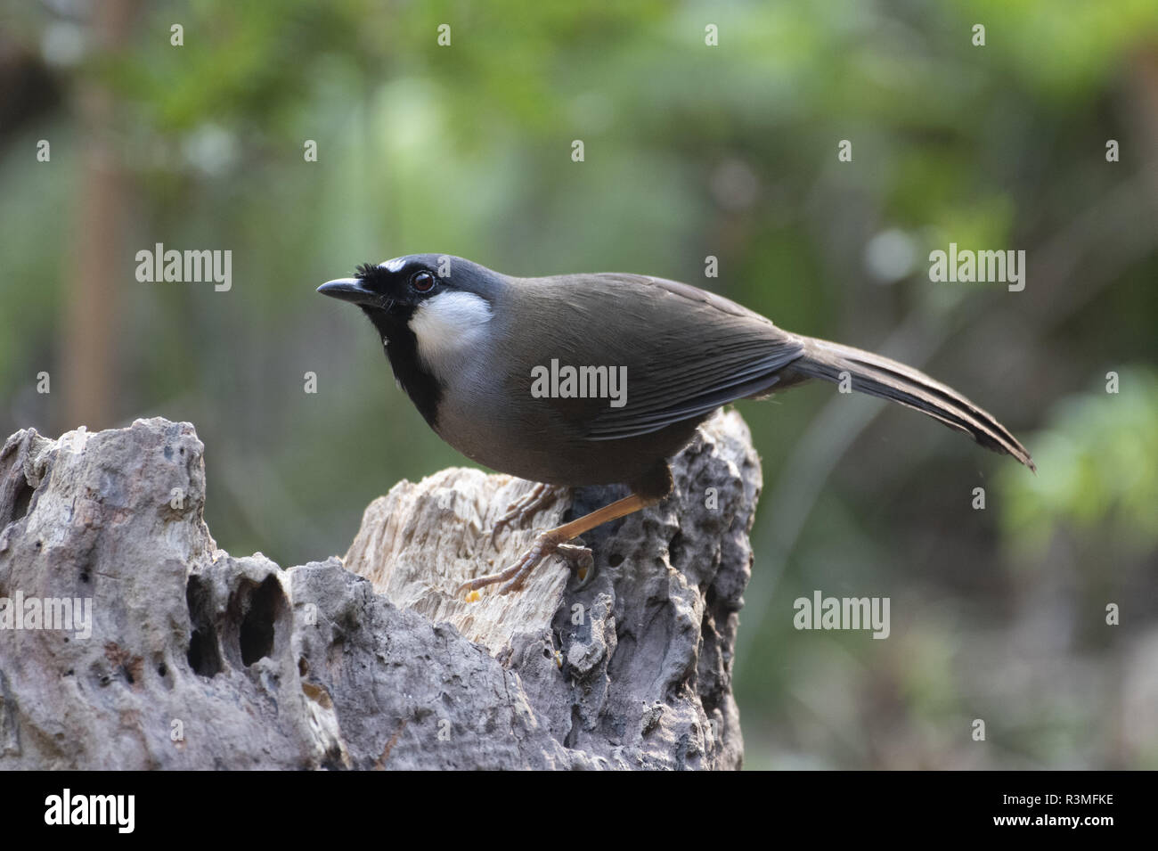 Black Throated Laughingthrush Garrulax Chinensis On A Stump Tongbiguan Yunnan China Stock Photo Alamy