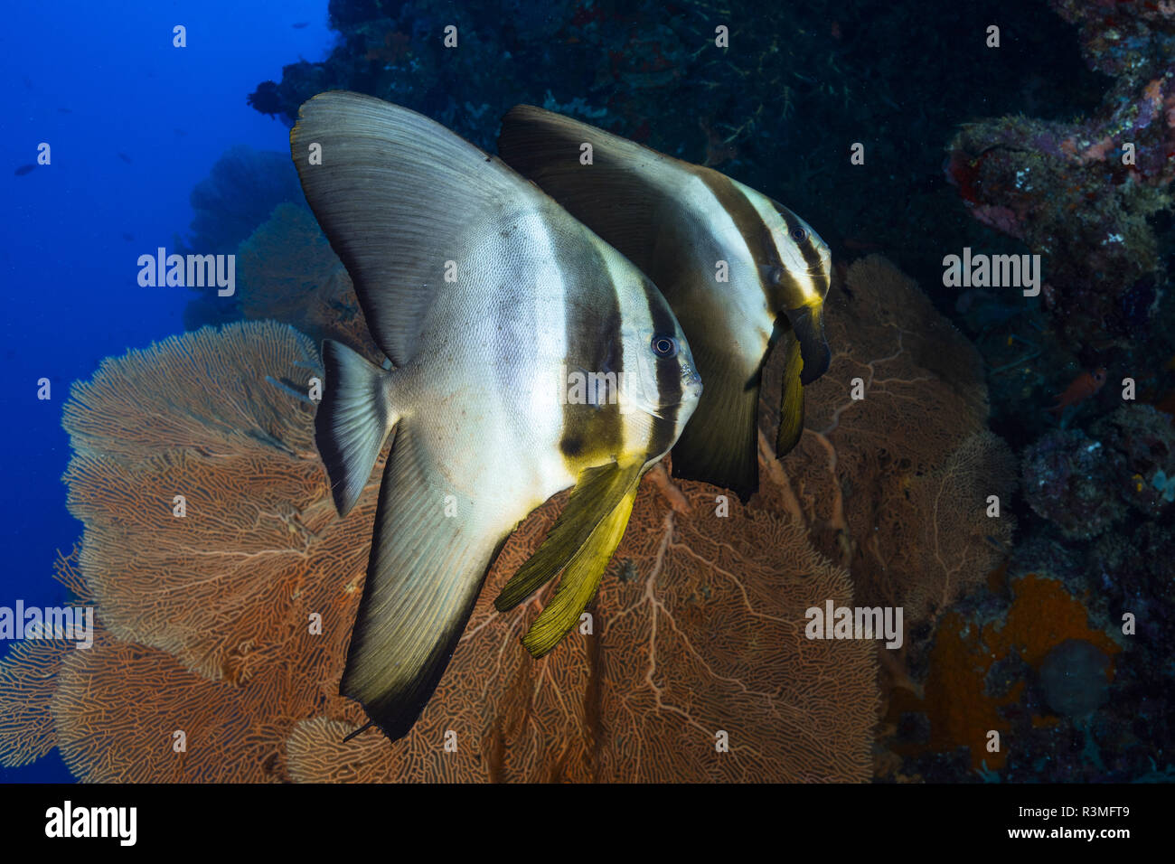 Pair of Tiera Batfish (Platax teira) met on the Boa Bank, near Choisil Islets. Mayotte Stock Photo