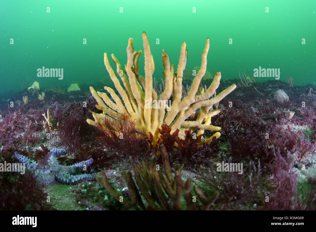 Deep Sea Sponge Atlantic High Resolution Stock Photography And Images Alamy