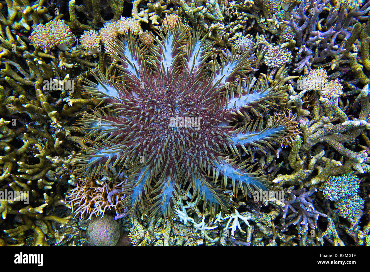 Crown-of-thorns sea star (Acanthaster planci) feeding on coral reef, Sulawesi. Stock Photo