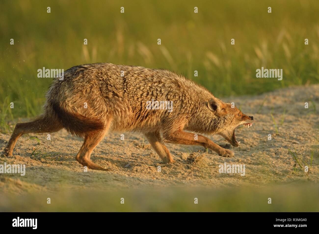 European jackal (Canis aureus moreoticus), Danube Delta, Romania Stock Photo