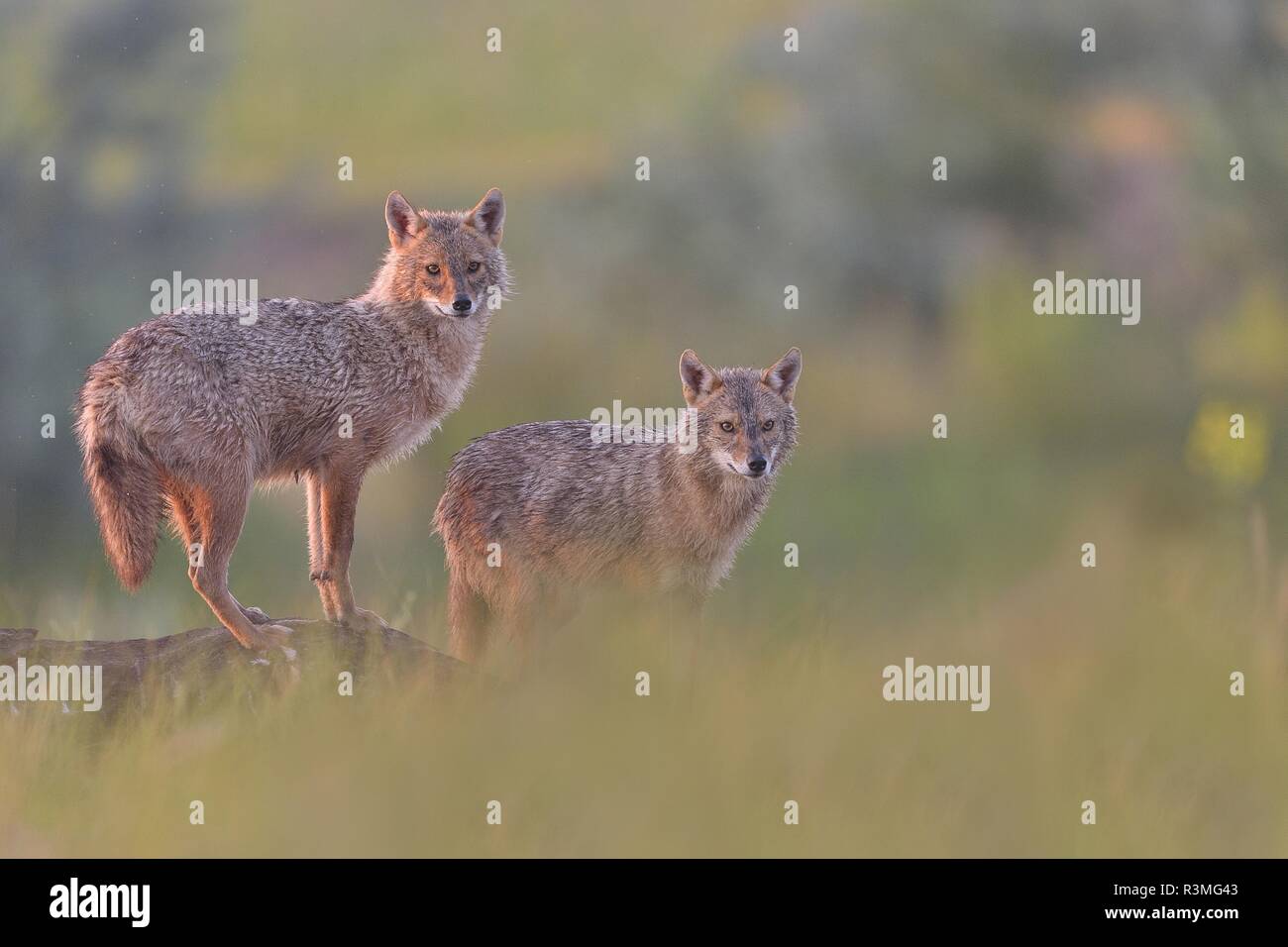 European jackal (Canis aureus moreoticus) pair, Danube Delta, Romania Stock Photo