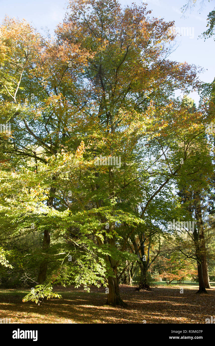 Chinese beech tree, Fagus Engleriana, National arboretum, Westonbirt arboretum, Gloucestershire, England, UK Stock Photo