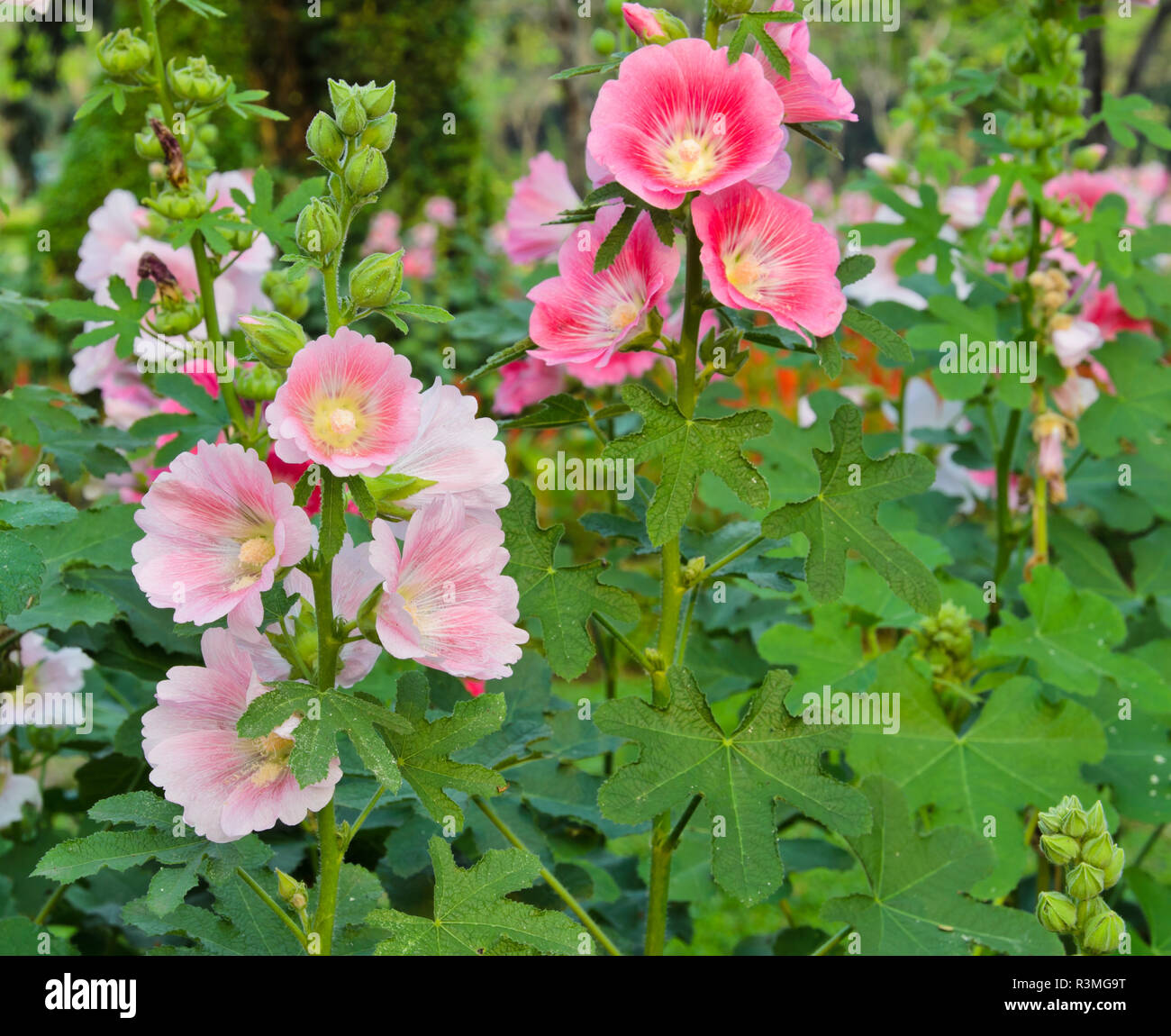 Alcea setosa hires stock photography and images Alamy