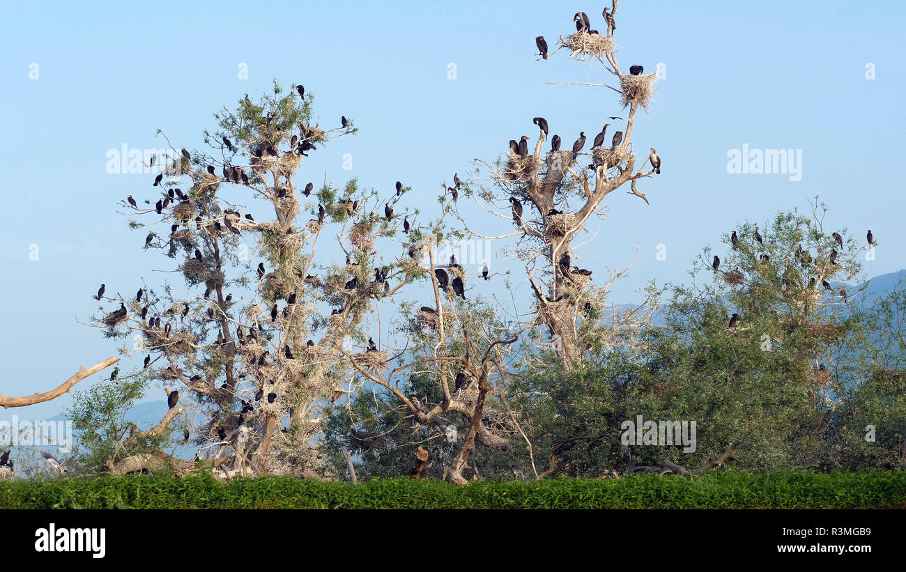 Great Cormorants (Phalacrocorax carbo) in a breeding colony, Lake ...