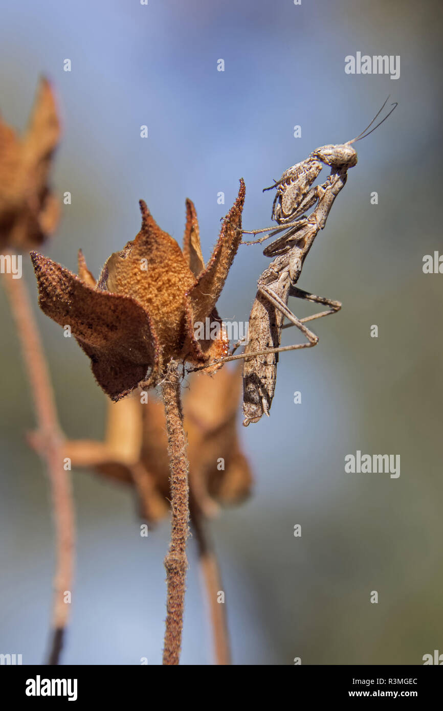 Grey mantis (ameles decolor) on a dry rockrose flower in autumn, Massif des Maures, near Hyeres, Provence, France Stock Photo