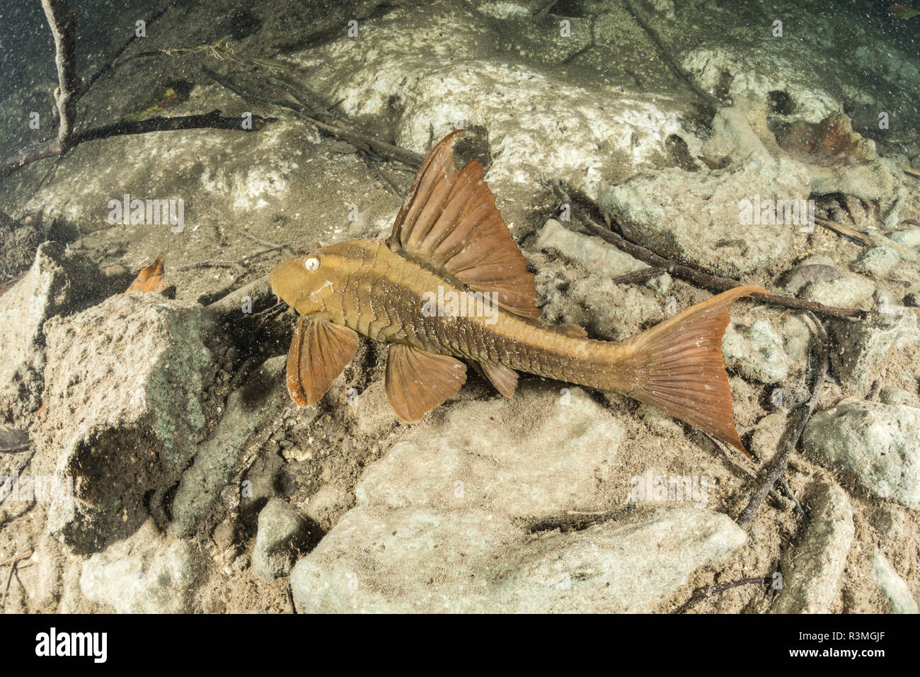 Armored catfish loricariidae hires stock photography and images Alamy