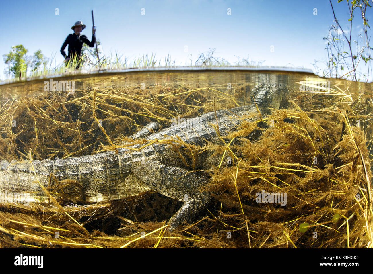 Local guide is pointing a Spectacled caiman, white or common caiman ...