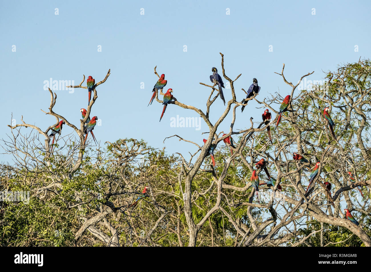 Red-and-green Macaw (Ara chloropterus) and Arara jacinto (Anodorhynchus, hyacinthinus), Buraco das Araras, Bonito, Mato Grosso do Sul, Brazil Stock Photo