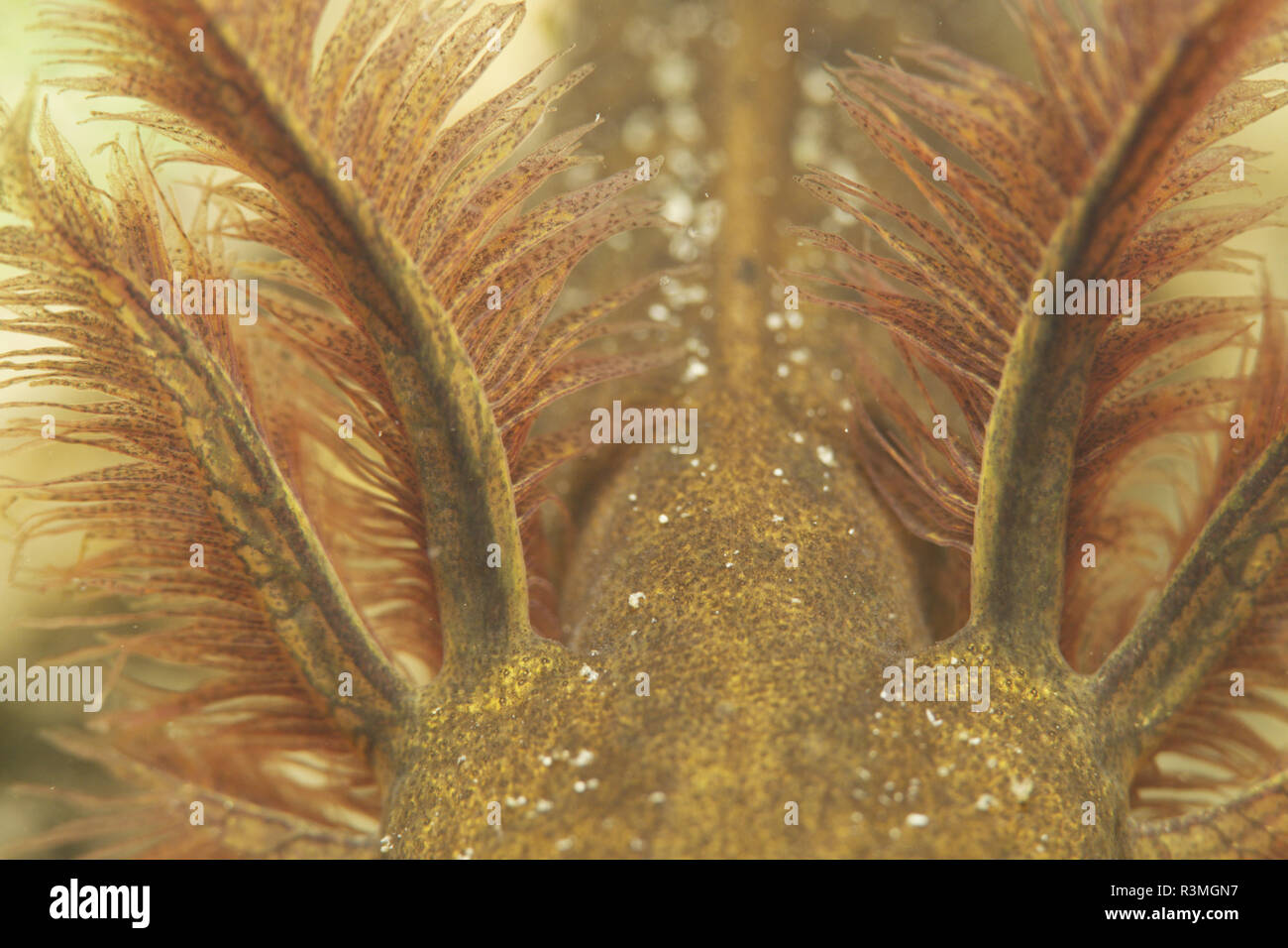 External gill stage hires stock photography and images Alamy