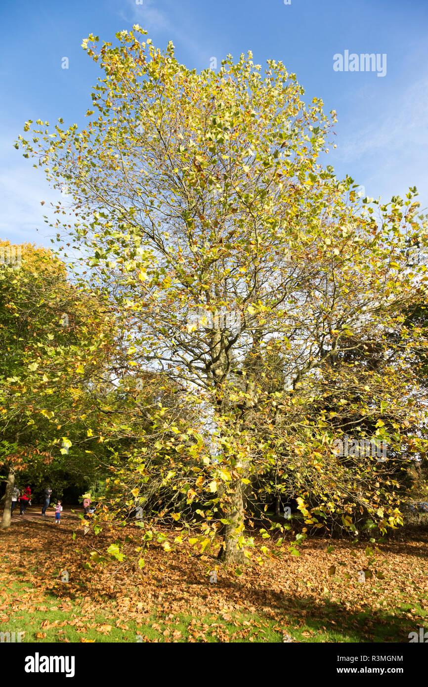 American sycamore or buttonwood tree, platanus occidentalis, National arboretum, Westonbirt arboretum, Gloucestershire, England, UK Stock Photo