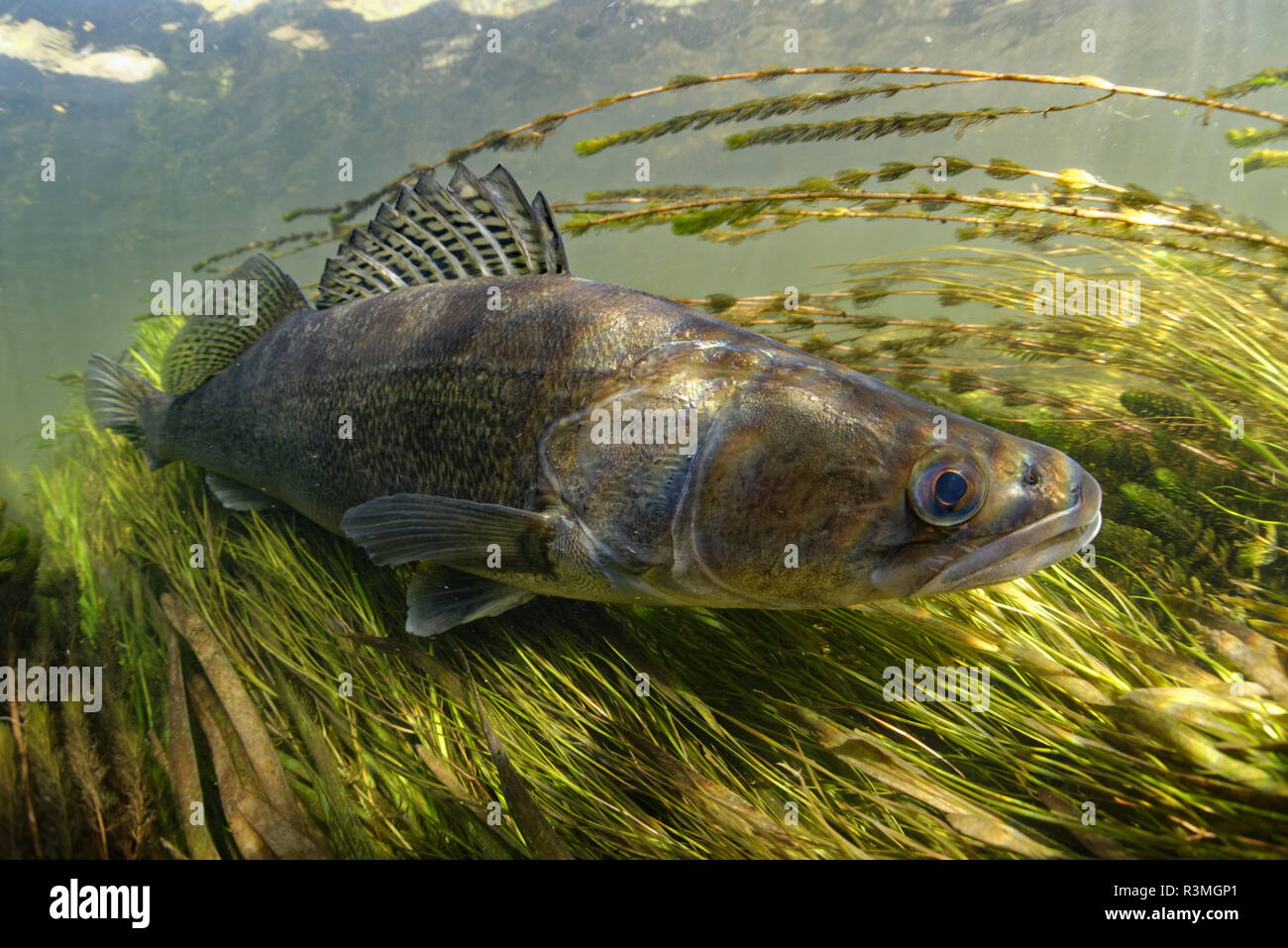 Zander (Sander lucioperca), Le Cher River, LoiretCher, France Stock Photo Alamy