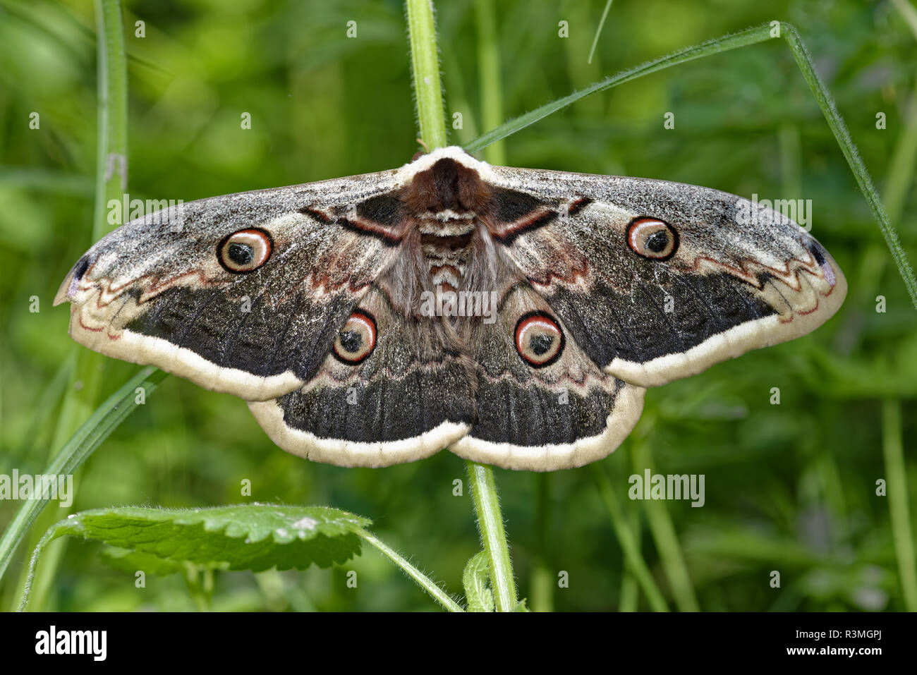 Giant peacock moth (Saturnia pyri) on vegetation, Prairies du Fouzon, Loir-et-Cher, France Stock Photo