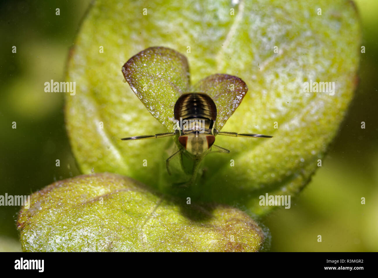 Notonectidae hi-res stock photography and images - Alamy