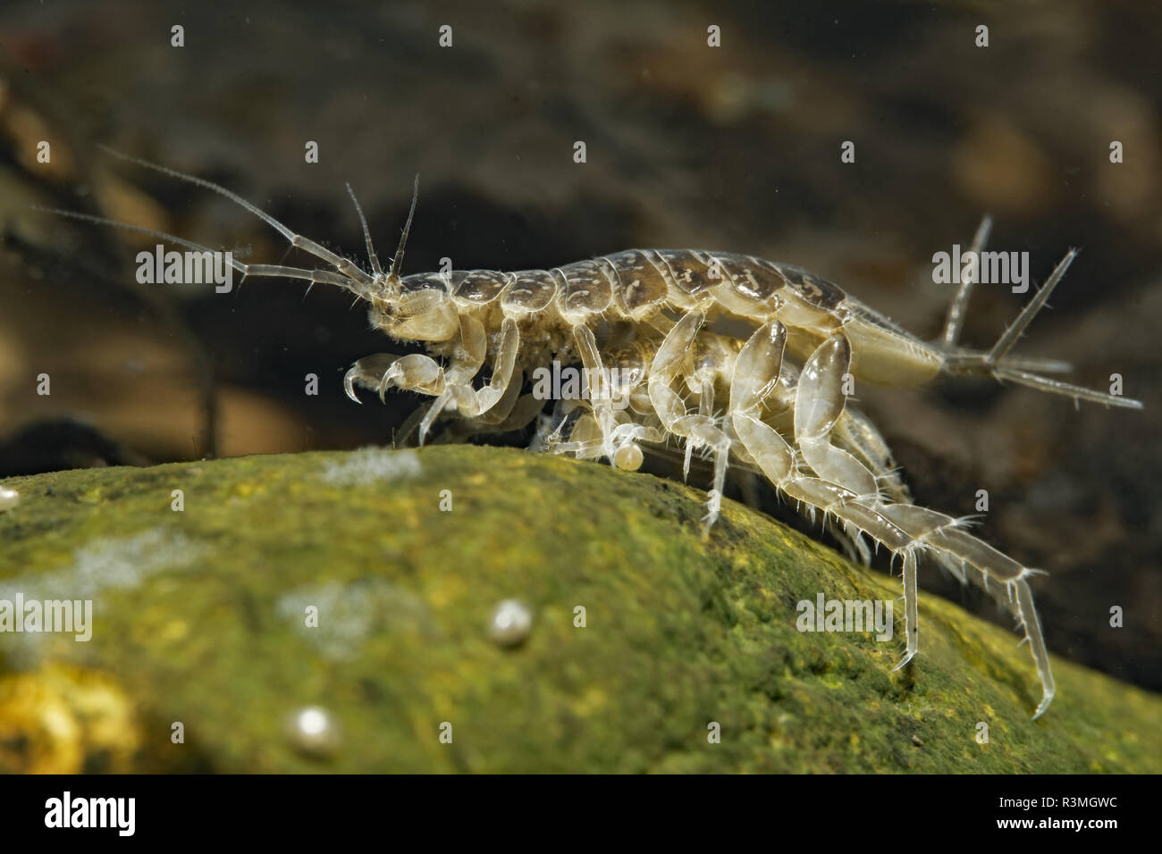 Isopod (Asellus aquaticus) in a pond, Prairies du Fouzon, Loir-et-Cher, France Stock Photo
