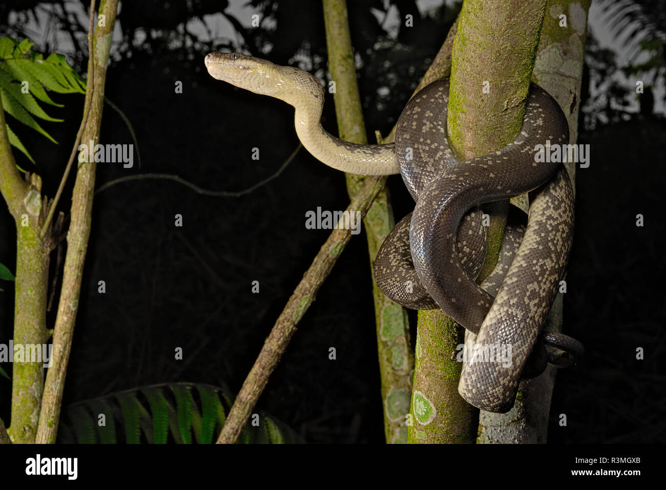 Macklots python liasis mackloti hi-res stock photography and images - Alamy
