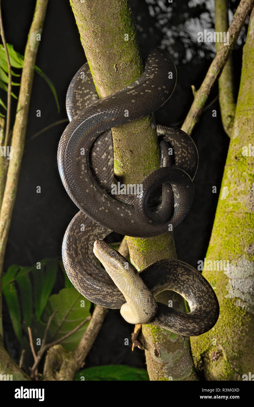 Macklot's python (Liasis mackloti) in a tree Stock Photo - Alamy