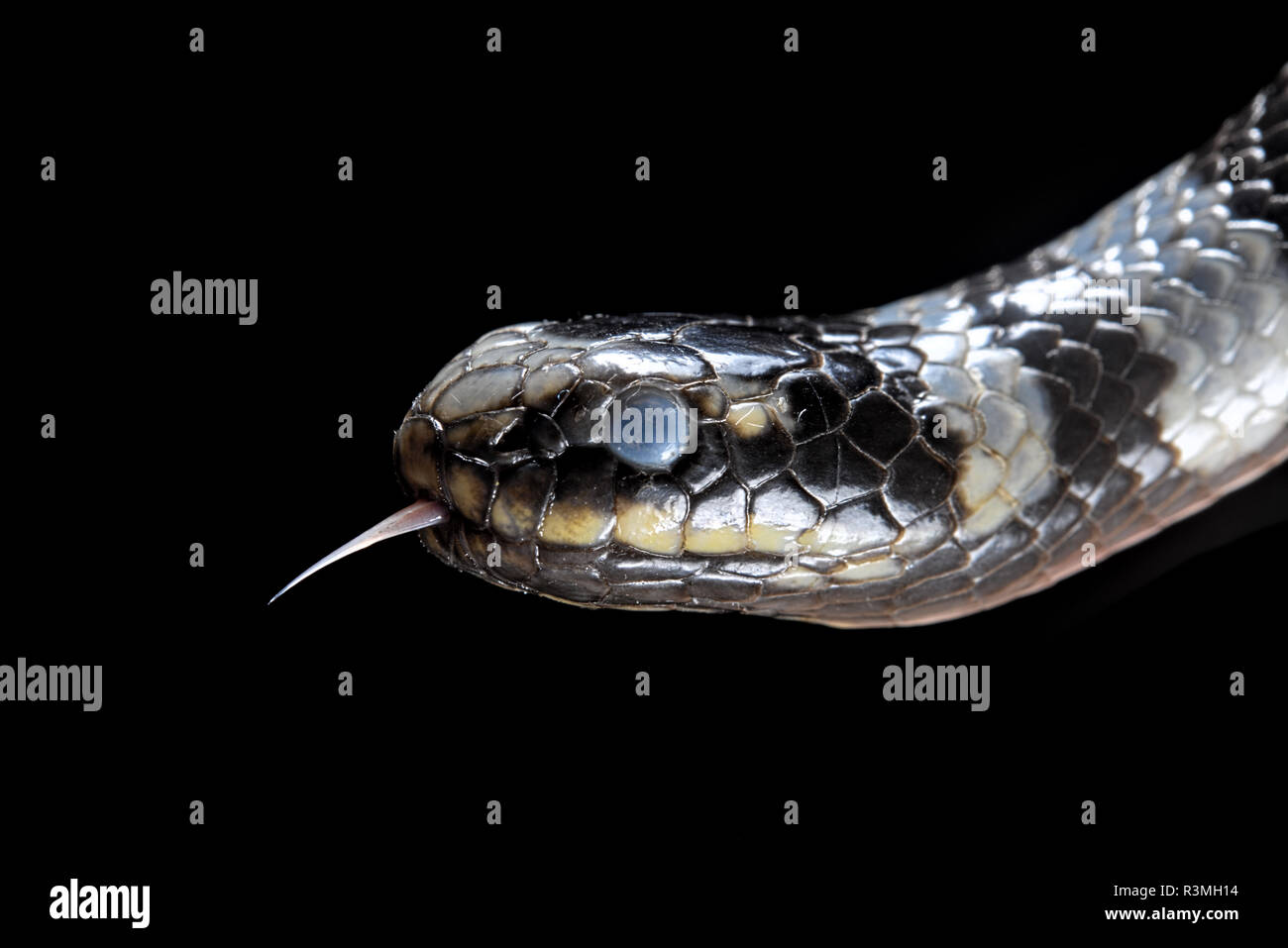 Laticauda colubrina hi-res stock photography and images - Alamy