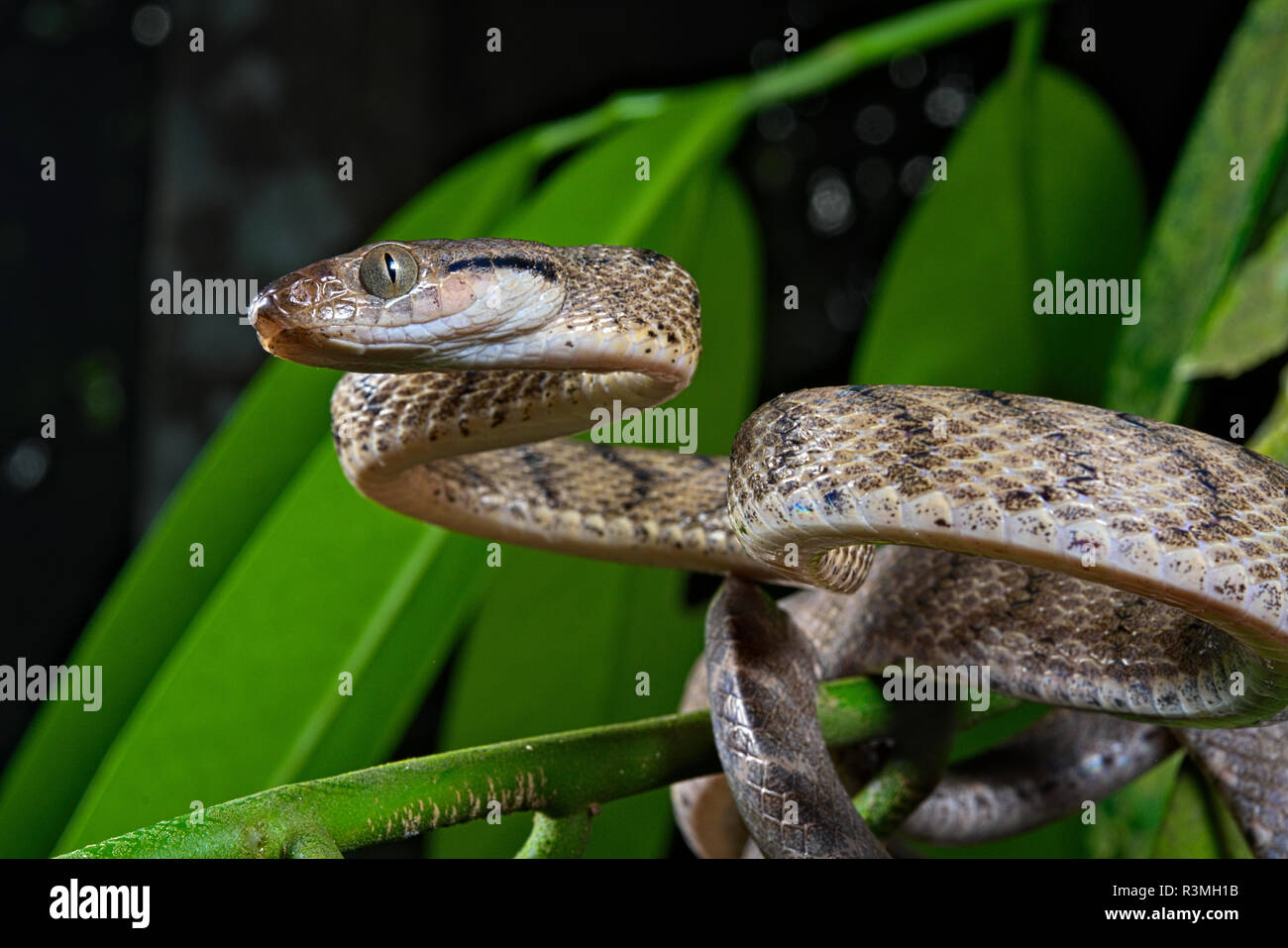 Brown tree snake (Boiga irregularis). This species was introduced on the island of Guam and caused the extinction of several species of birds. Stock Photo