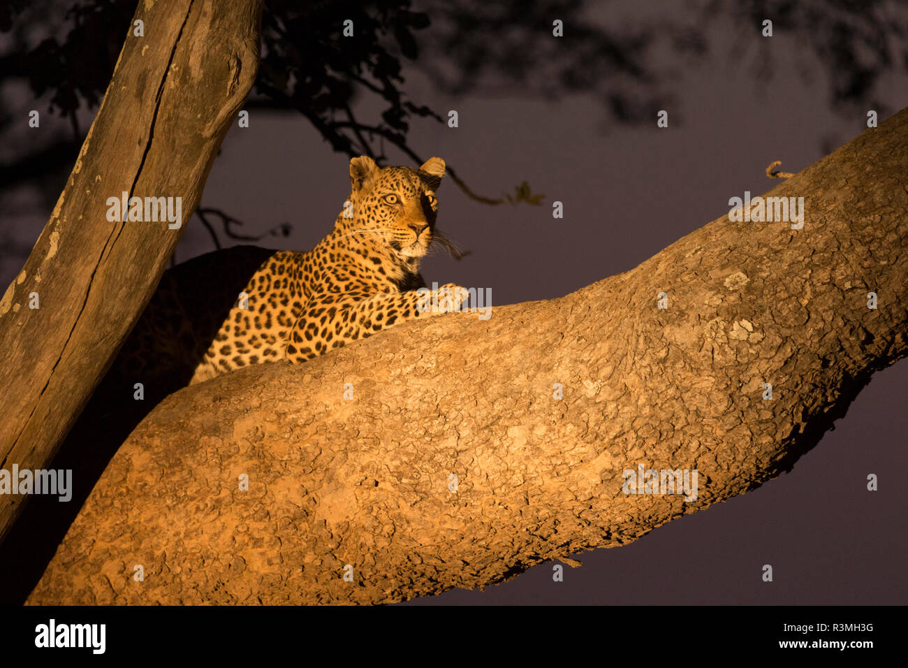 leopard Safari South Luangwa national park Zambia Africa Stock Photo ...