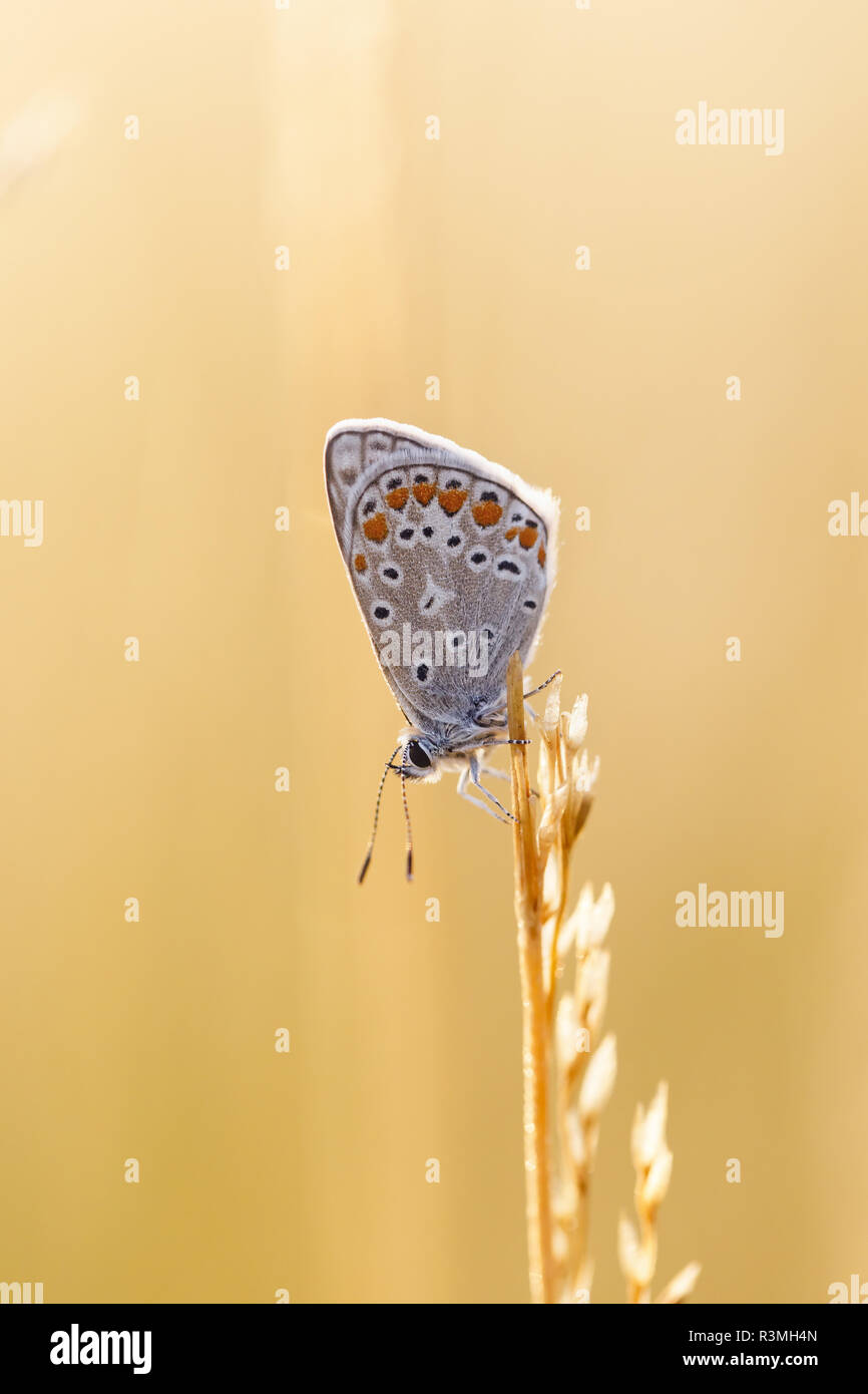 Common blue (Polyommatus icarus) on spikelets at dawn, Arles, Provence, France Stock Photo
