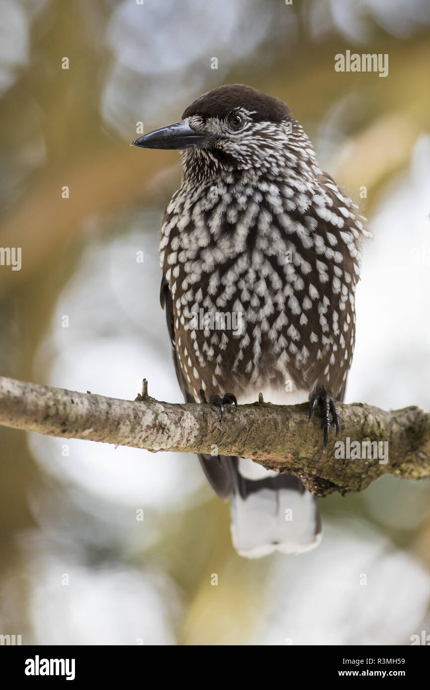 Spotted nutcrackers hires stock photography and images Alamy