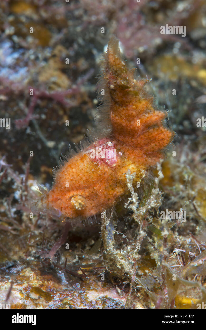 Shrimp (Trachycaris restricta). Small Decapod of less than 1 cm, Tenerife. Marine invertebrates of the Canary Islands. Stock Photo