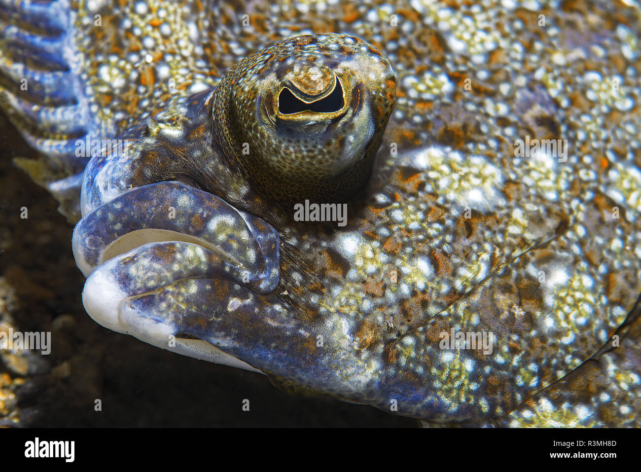 Eyed flounder fish hires stock photography and images Alamy