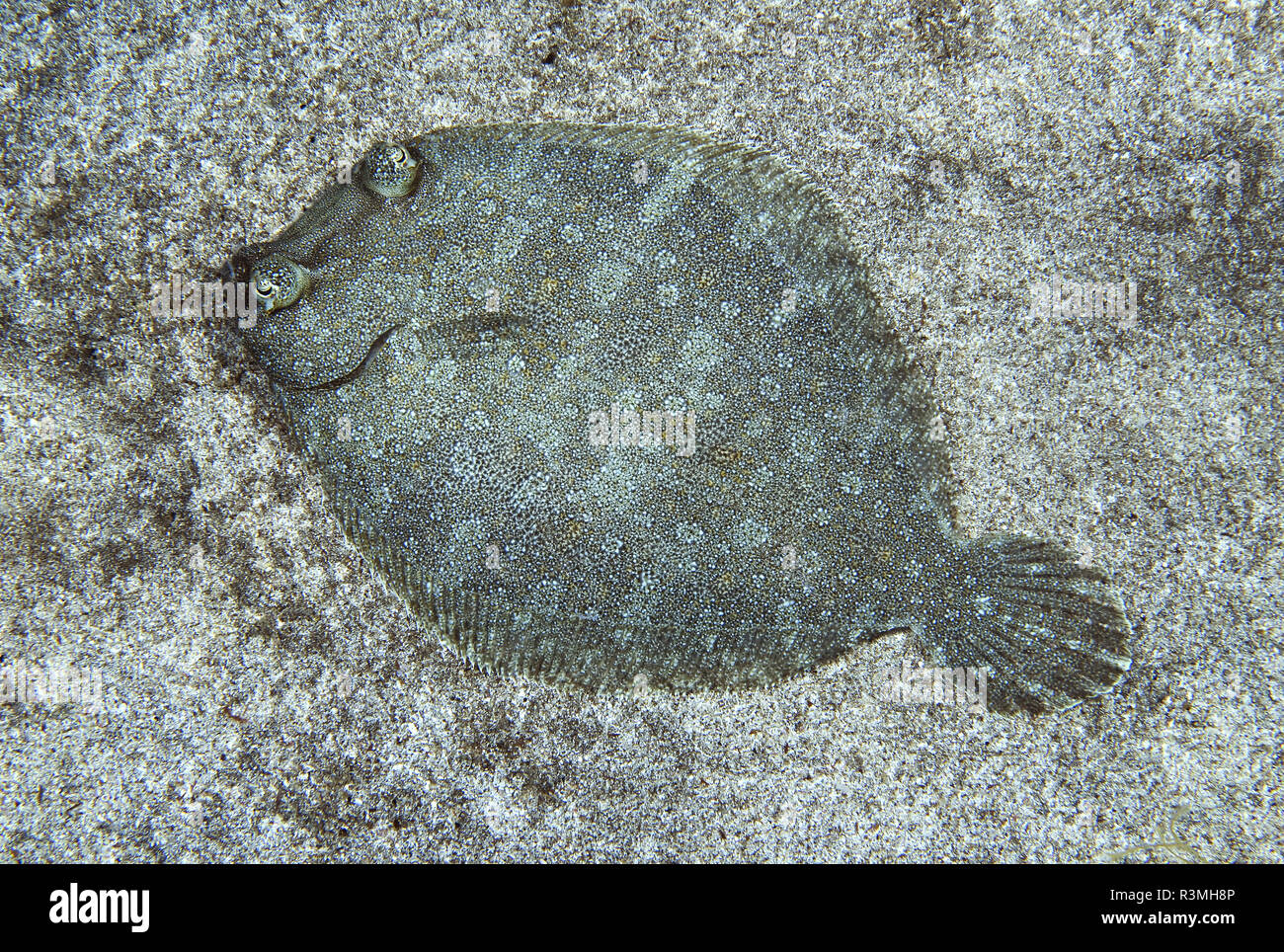 Red eyed flounder fish hires stock photography and images Alamy