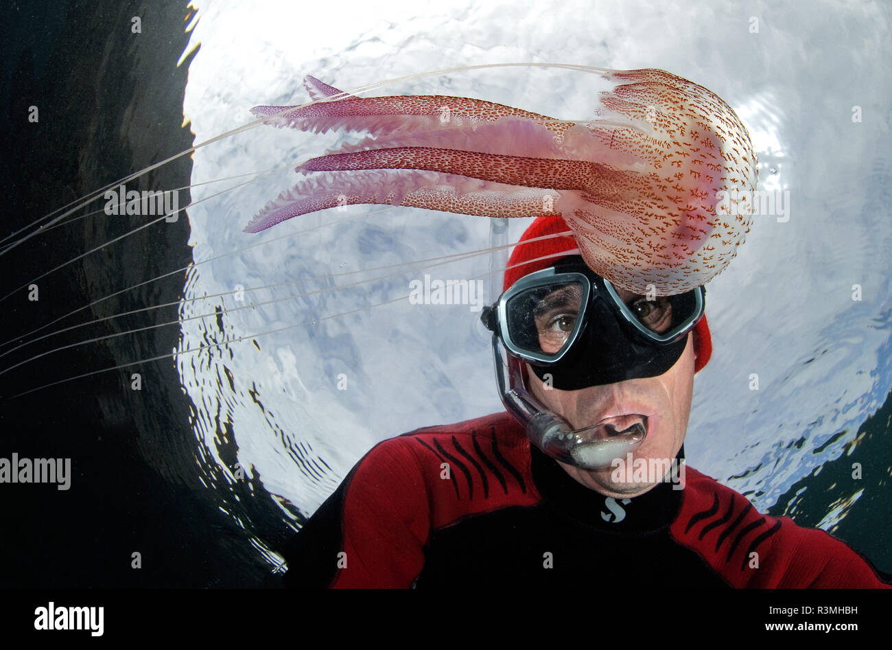 Jellyfish (Pelagia noctiluca) and diver, Tenerife, Marine invertebrates of the Canary Islands. Stock Photo