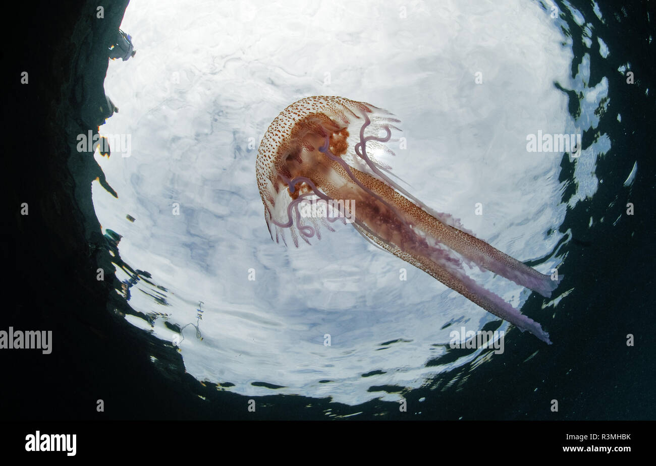 Jellyfish (Pelagia noctiluca), Tenerife, Marine invertebrates of the Canary Islands. Stock Photo