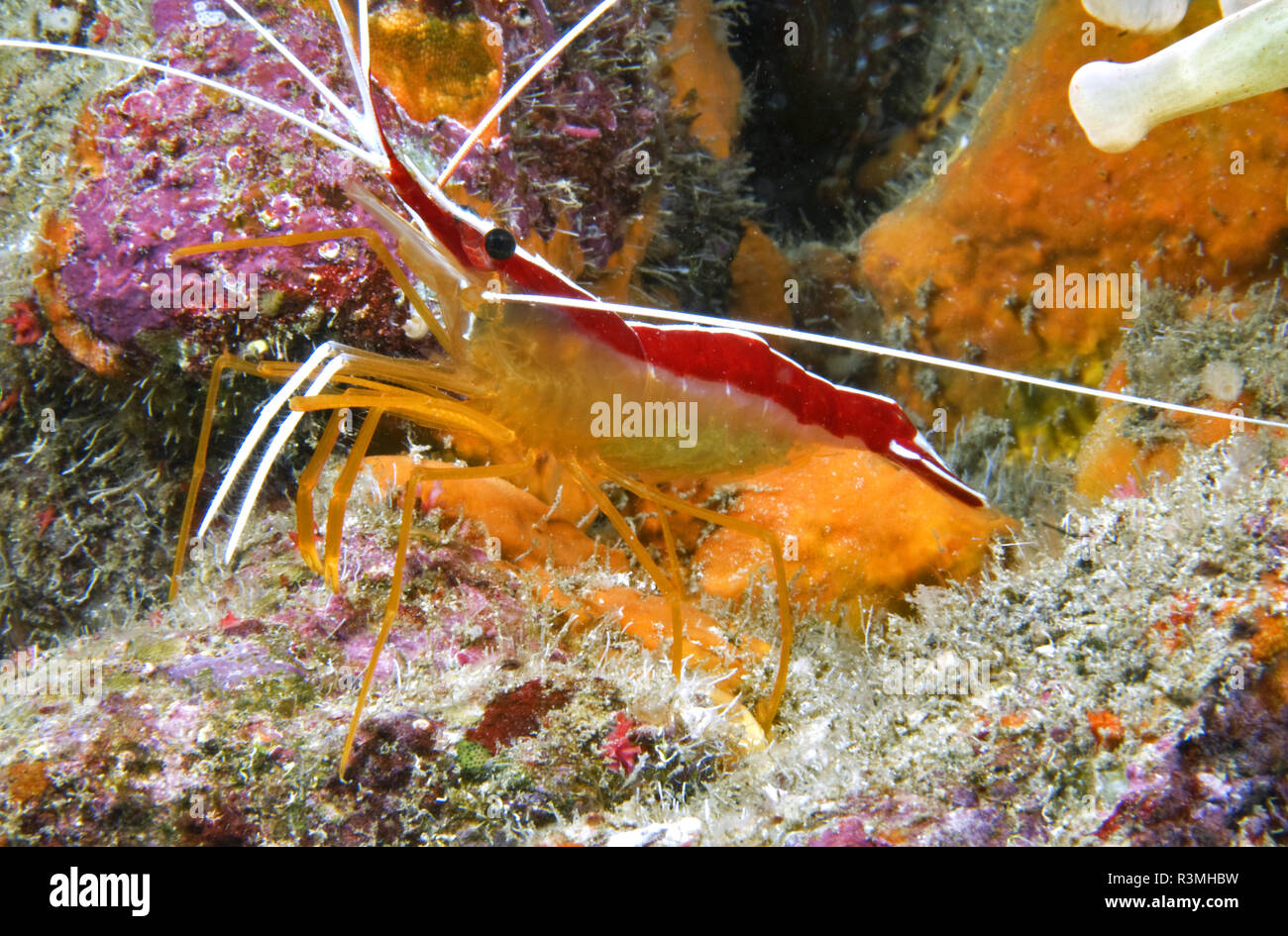 Red-baked cleaner shrimp (Lysmata grabhami), Tenerife, Canary Islands. Stock Photo