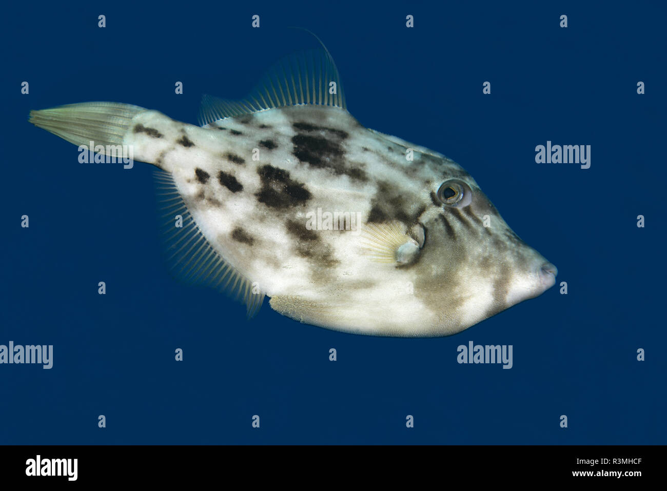 Planehead filfish (Stephanolepis hispidus), Tenerife, Fish of the Canary Islands Stock Photo