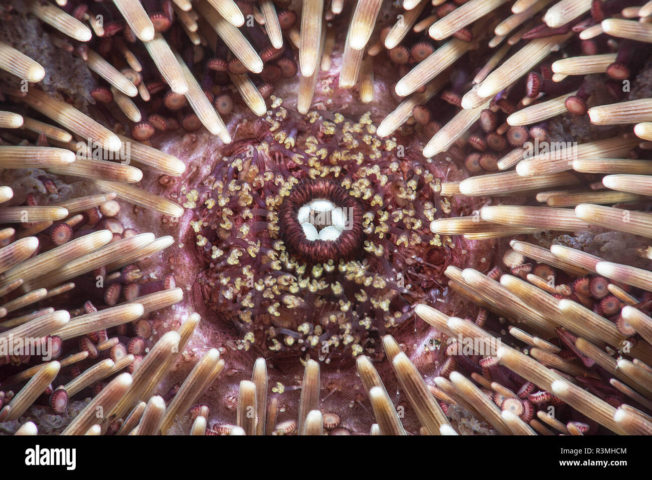 Purple sea urchin (Sphaerechinus granularis). Detail of the mouth, Tenerife, Canary Islands. Stock Photo