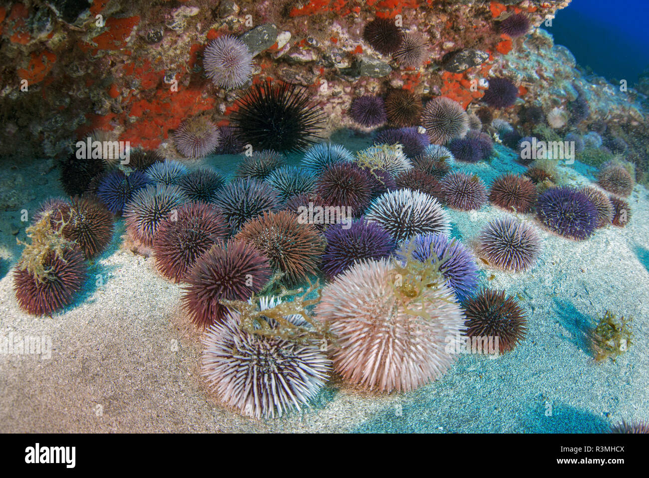Purple sea urchin (Sphaerechinus granularis). Unusual concentration, probably related to the reproduction cycle, Tenerife, Canary Islands. Stock Photo