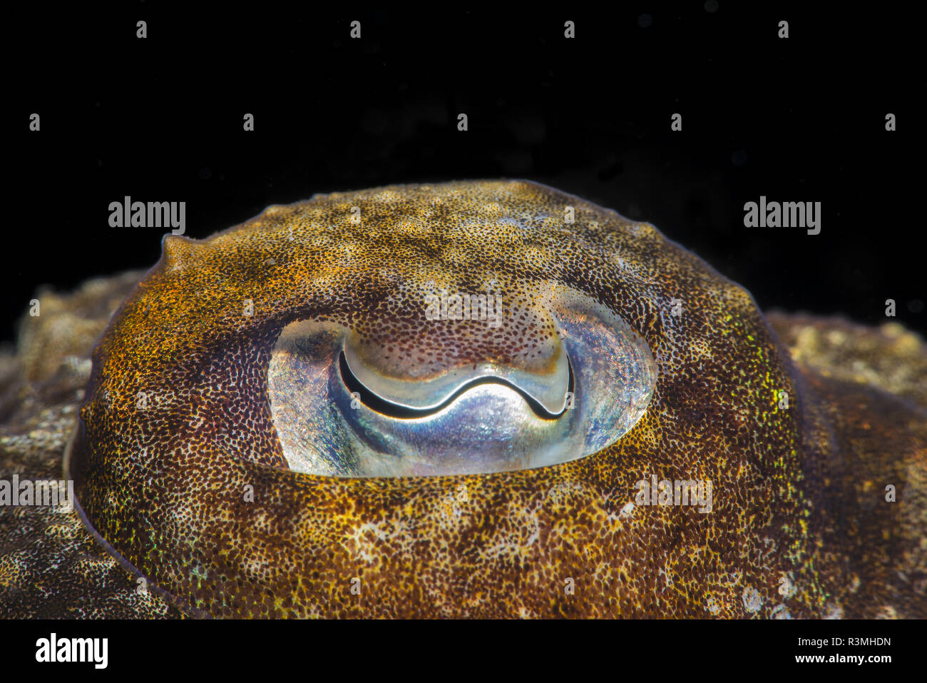 Cuttlefish (Sepia officinalis), Tenerife, Marine invertebrates of the Canary Islands Stock Photo