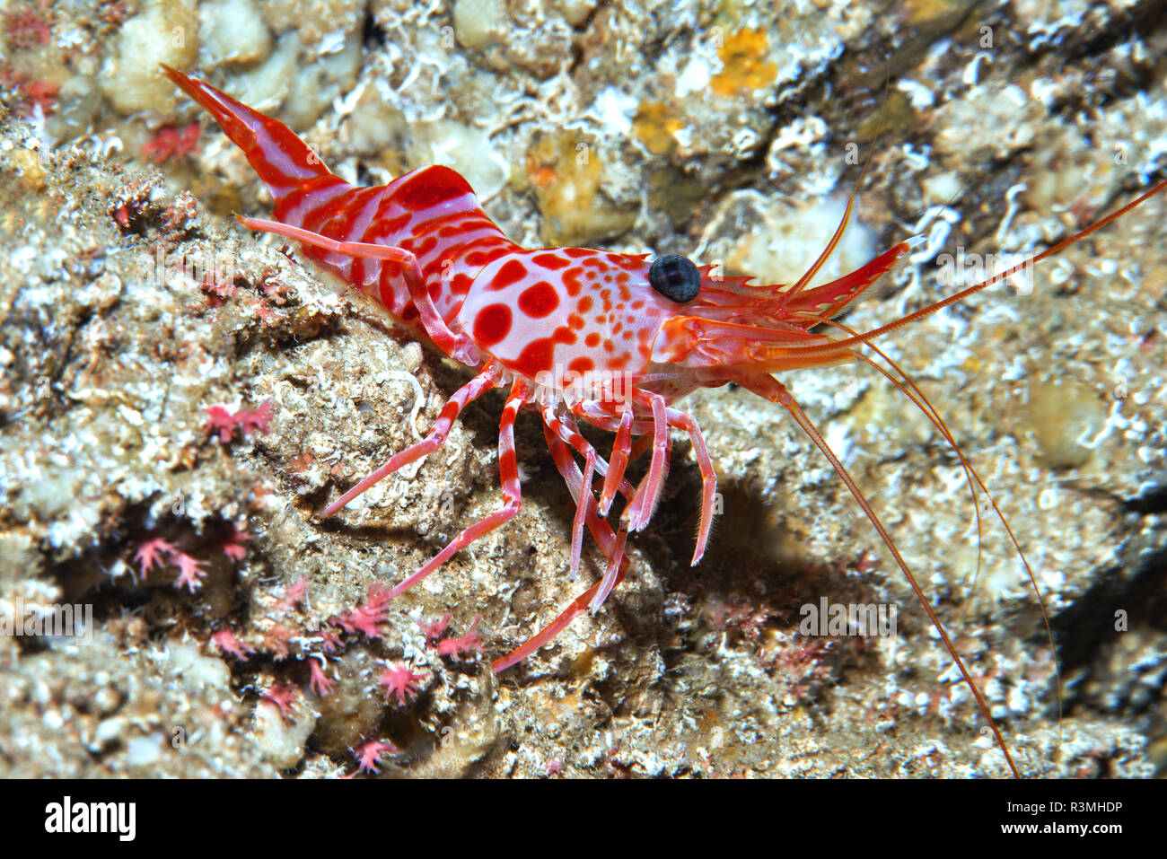 Atlantic dancing shrimp (Cinetorhynchus rigens), Tenerife, Canary Islands. Stock Photo