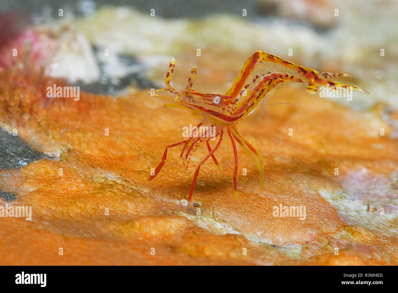 Shrimp (Hippolyte prideauxiana). Small Decapod of less than 1 cm that lives asosiado to the Rosy feather-star (Antedon bifida), Tenerife Marine invertebrates of the Canary Islands. Stock Photo