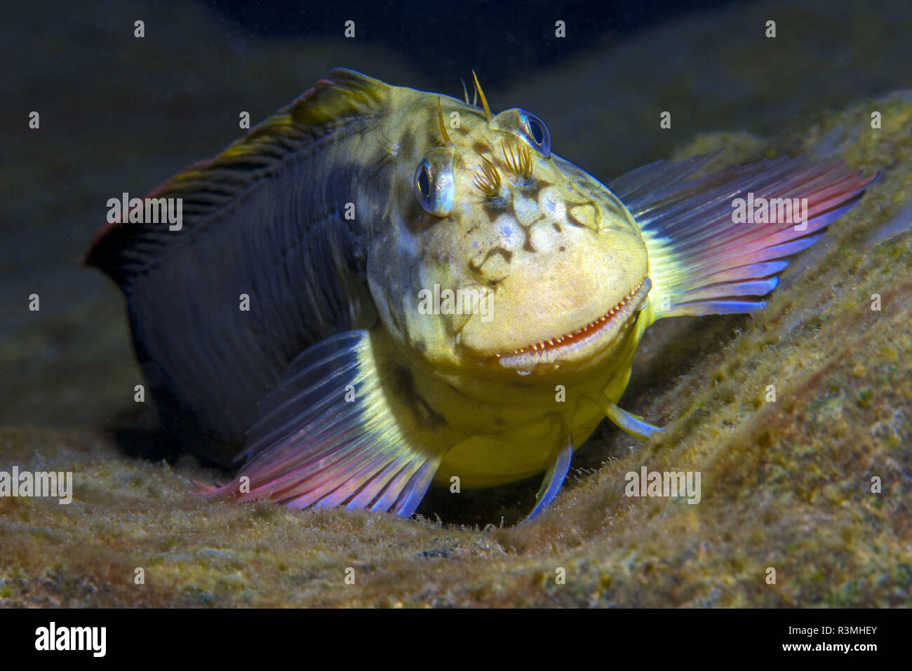 Red-lipped blenny (Ophioblennius atlanticus), Tenerife, Fish of the Canary Islands Stock Photo