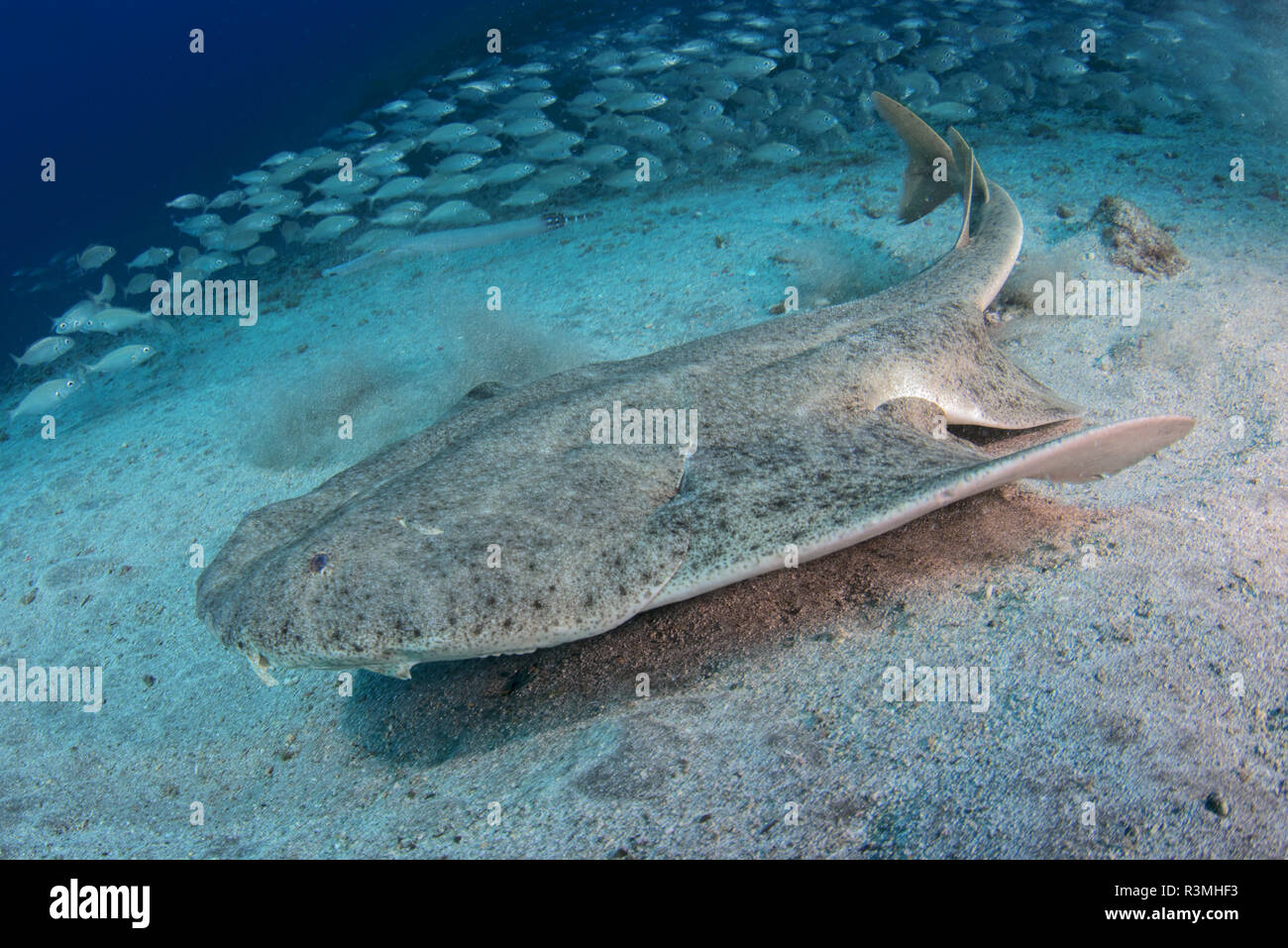 Angel Shark Squatina Squatina IUCN Has Evaluated The Angelfish As A 