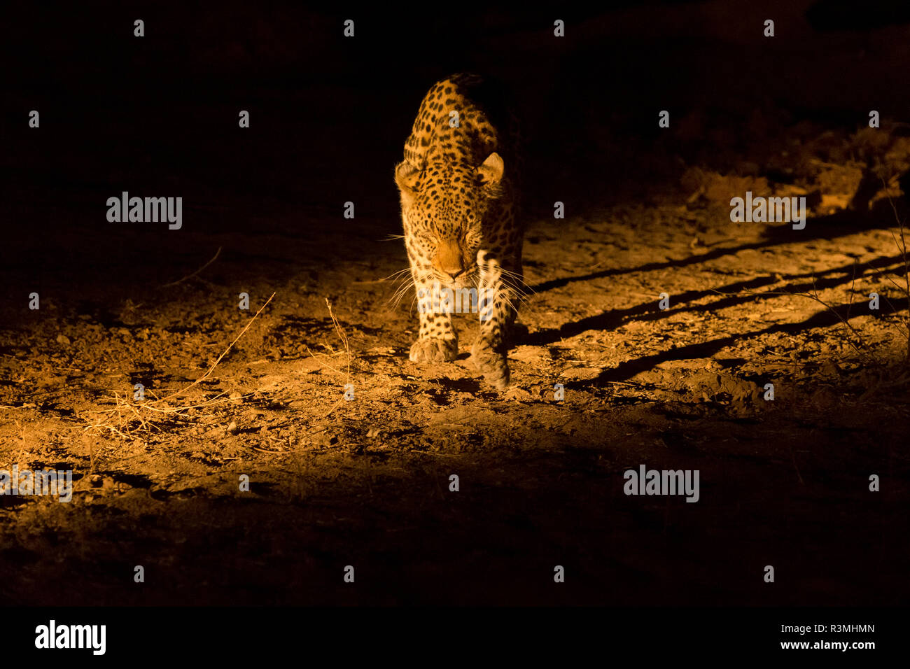 leopard Safari South Luangwa national park Zambia Africa Stock Photo ...