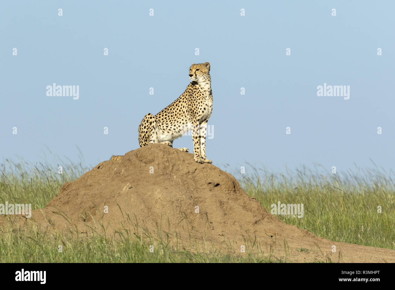 Cheetah (Acinonyx jubatus), female observing the plains, Masai-Mara National Reserve, Kenya Stock Photo
