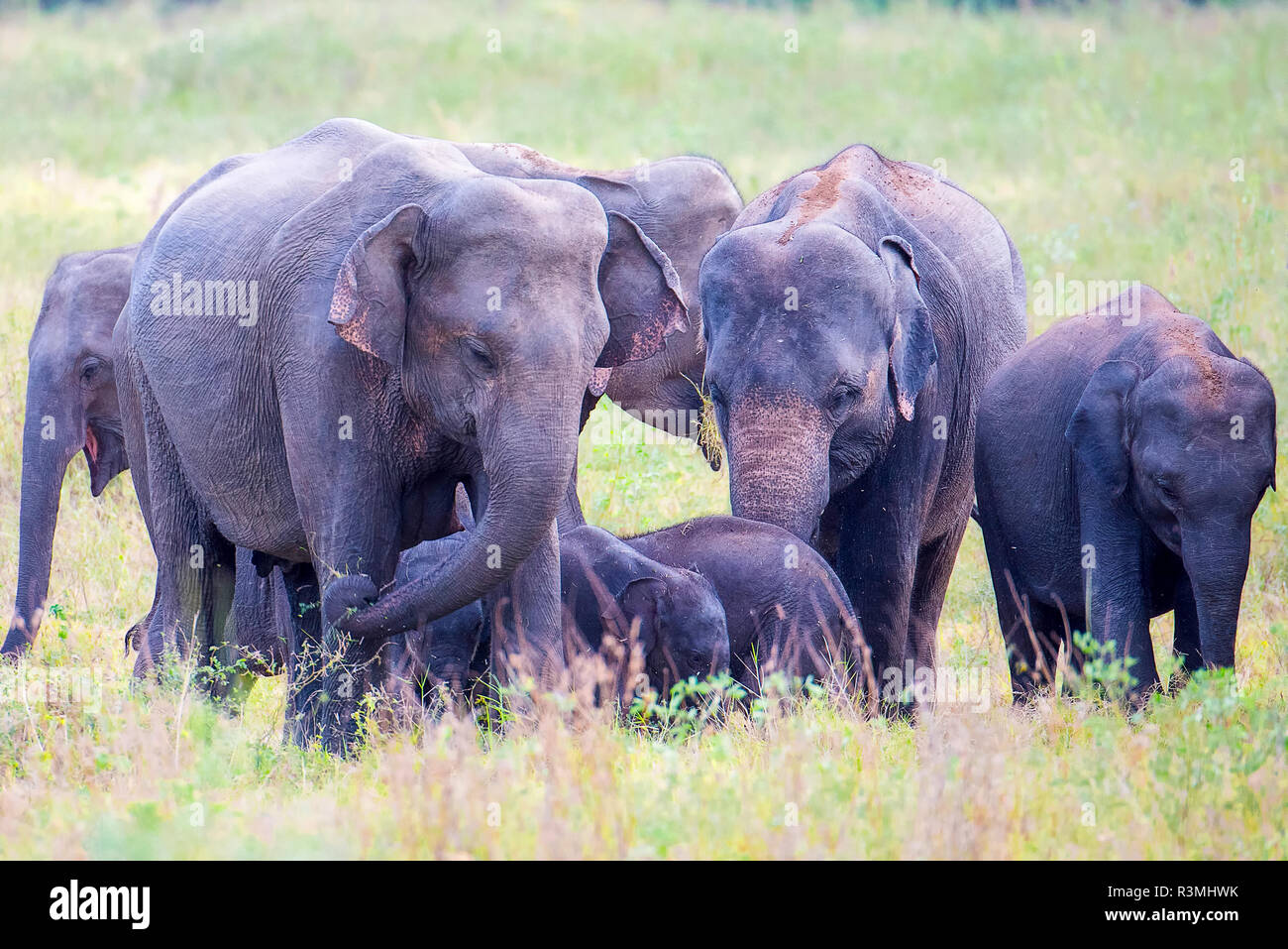 Elephants walking in the grasslands of Sri Lanka Stock Photo